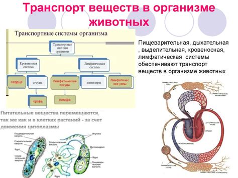 Жизнедеятельность организмов. Определения - презентация онлайн