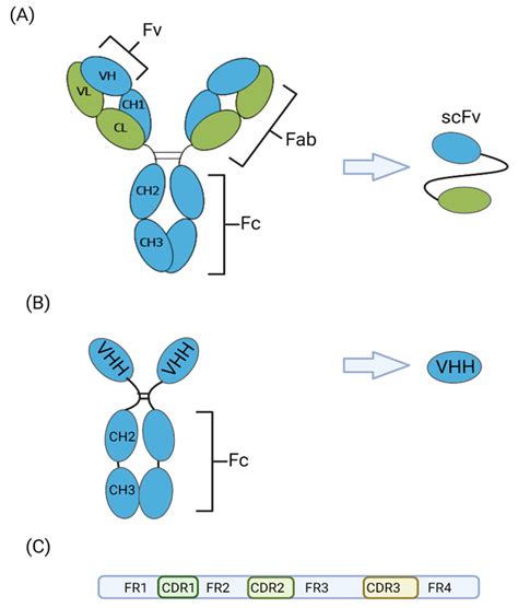 Schematics Of A Conventional Immunoglobulin G Igg1 Showing Two Download Scientific Diagram