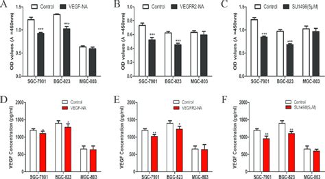 Inhibition Of VEGF VEGFR2 Signaling Decreased Cell Proliferation And