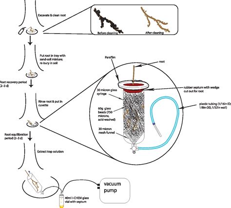 Pdf New Approach For Capturing Soluble Root Exudates In Forest Soils