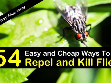 Best Way To Kill Flies Online Cityofclovis Org