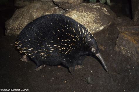 Eastern long beaked echidna - Alchetron, the free social encyclopedia