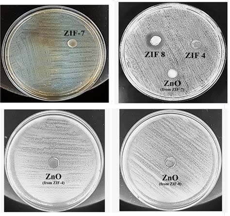 The Antibacterial Test With The Agar Well Diffusion Assay Method