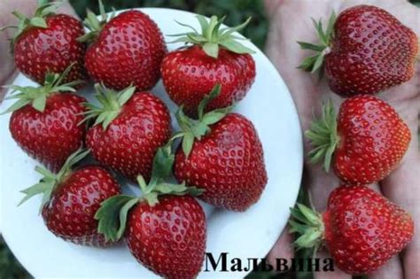 Клубника Мальвина: описание сорта, фото, отзывы садоводов