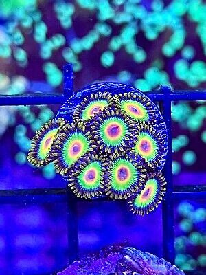 Rasta Zoas Coral King Wysiwyg Live Coral Frag Ebay