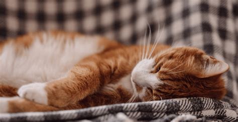 Baltimore Md 21224 Veterinary Services Charm City Vh