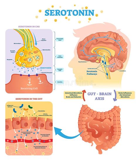 The Dopamine And Serotonin Pathways In The Brain Stock Vector