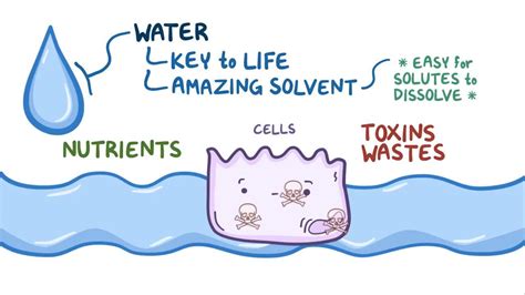 Movement Of Water Between Body Compartments Video Osmosis