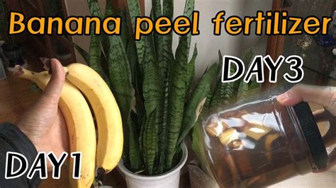 Banana Peel Fertilizer 바나나껍질 천연비료 Easy And Free Fertilizer For Any