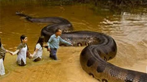 Aprender Sobre 69 Imagem Foto Cobra Gigante Br Thptnganamst Edu Vn