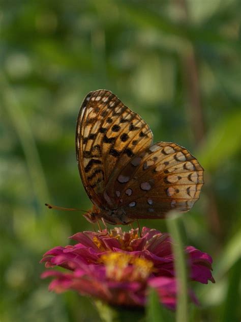 Zinnia Papillon Pollinisation Photo Gratuite Sur Pixabay Pixabay