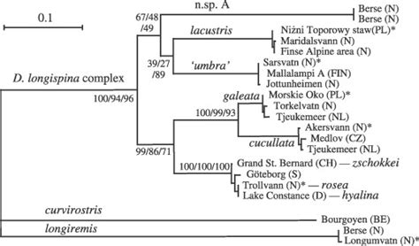 Phylogenetic Relationship Among European Members Of The Daphnia