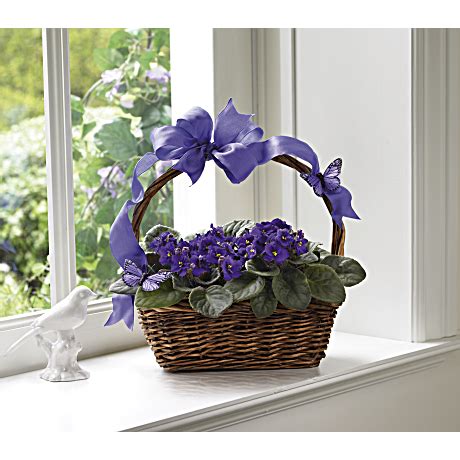 Violets And Butterflies Plant Teleflora