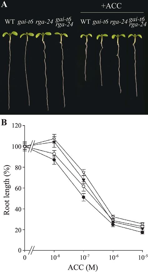 Ethylene Inhibits Root Elongation Via Its Effects On Gai And Rga A Download Scientific