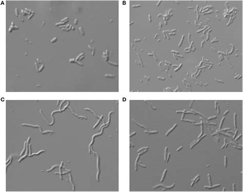 E Coli Microscope Image Micropedia