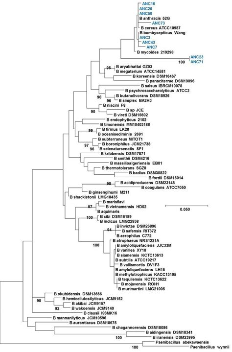 Phylogenetic Tree Of The Bacillus Genus Evolutionary Inference Was