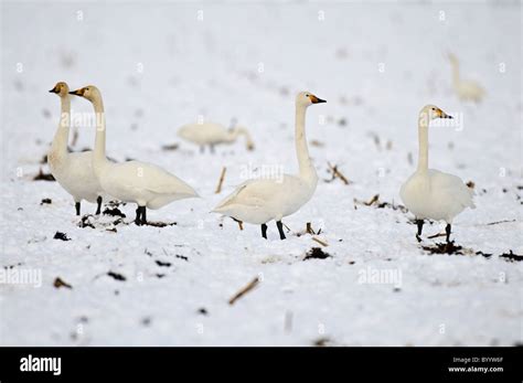 Singschwan Cygnus Cygnus Rastvogel Schwan Singschwan Tier Voegel