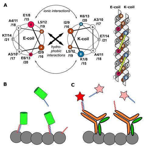 Transient Fluorescence Labeling Low Affinity—high Benefits