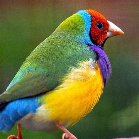 Gouldian Finch Care Guide Breeding Prices Lifespan And Off