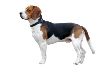 Beagle Caractère Alimentation Condition de vie Dressage