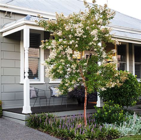 Lagerstroemia Natchez Ian Barker Gardens Lagerstroemia Small