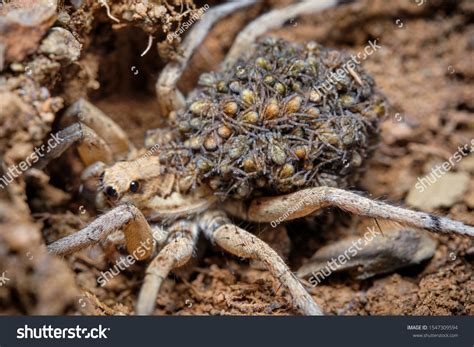 Wolf Spider Baby Spiders On His Stock Photo 1547309594 | Shutterstock