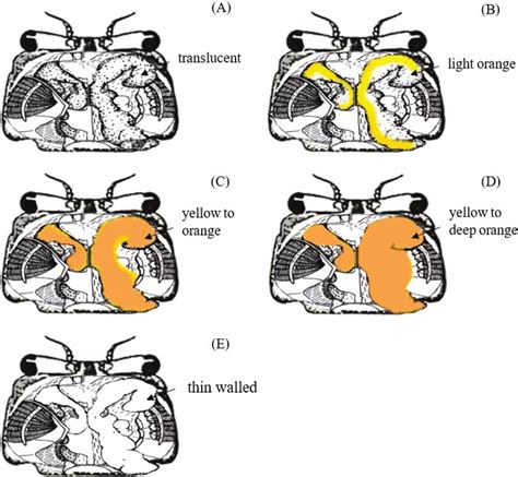 Internal Morphological View Of Ovaries At Various Ovarian Maturation