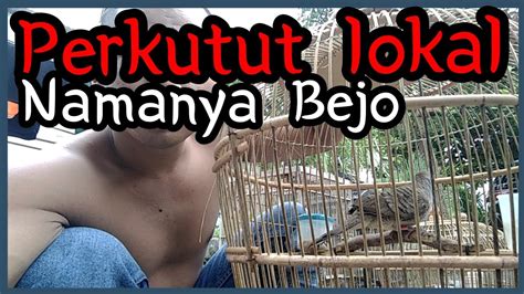 Pemberian Nama Bejo Ke Perkutut Lokal Youtube