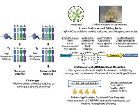 Targeted Mutagenesis With Sequencespecific Nucleases For Accelerated