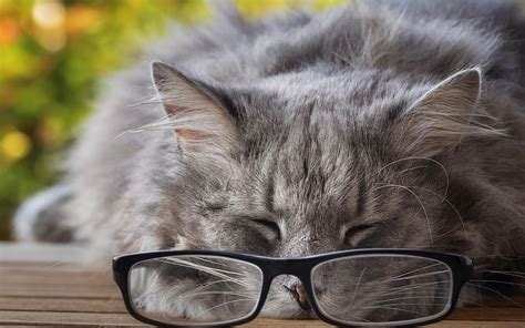 1170x2532px 1080p Free Download Gray Fluffy Cat Glasses Tired Cat