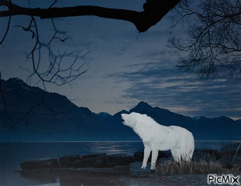 White Wolf Howling 