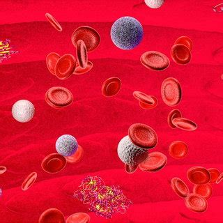 Schematic Representation Of The Interaction Between Blood Components