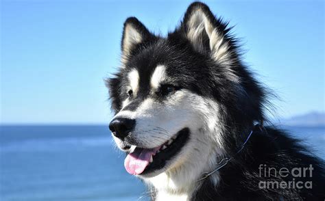 Beautiful Fluffy Siberian Husky Dog at the Ocean Photograph by DejaVu ...