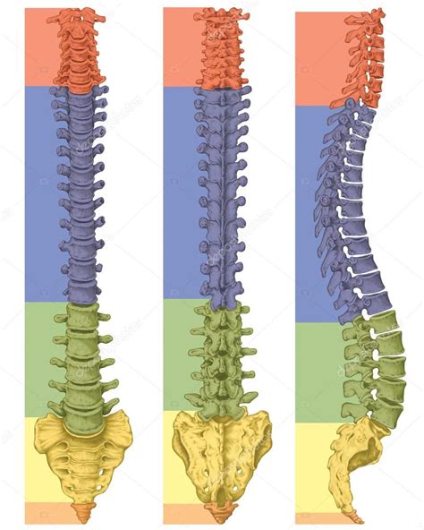 Anatomía del sistema óseo humano sistema esquelético humano esqueleto