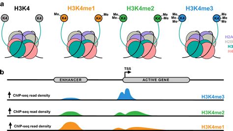 H3k4 Methylation Marks And Their Genomic Distributions A Histone