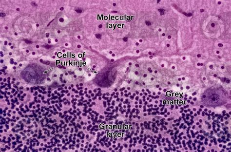 Man Cerebellum Sagittal Section 500x Man Mammals Nervous