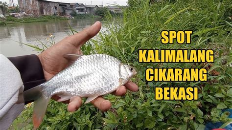 CARA MUDAH DAN UMPAN JITU UNTUK MANCING TAWES SIRIP MERAH DI KALIMALANG