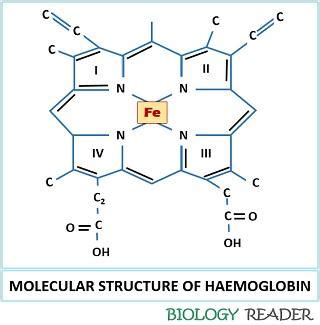 What is Haemoglobin? Definition, Structure, Fuctions, Facts & Effects ...