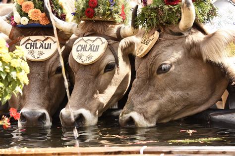 Switzerland Cow Festival The Best Places To See The Swiss Cow Parades