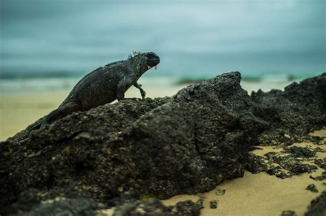 Wildlife Photography in the Galápagos