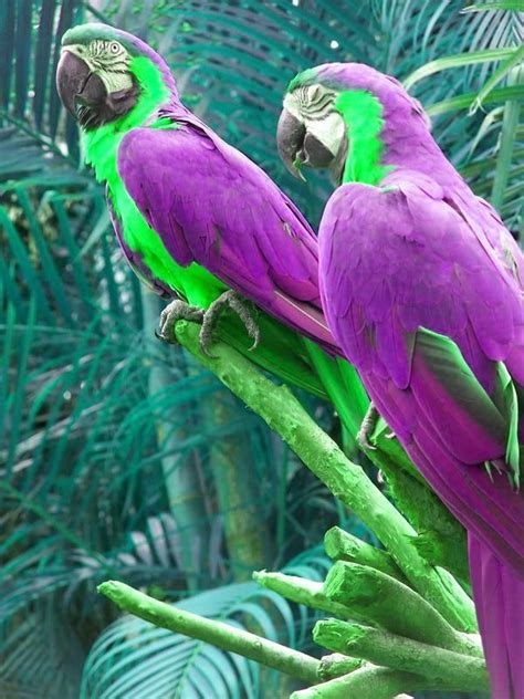 Beautiful Purple Colored Birds Purple Bird Purple Birds Purple