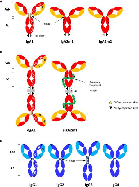 Frontiers Antibody Fc Chimerism And Effector Functions When IgG