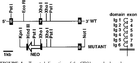 PDF Genetic Evidence For Functional Redundancy Of Platelet