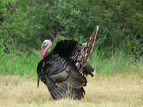 Turkey season at hand: Tips for the long-beard hunting trade | Opinion | starlocalmedia.com