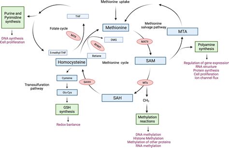 Frontiers Methionine Cycle Dependent Regulation Of T Cells In Cancer