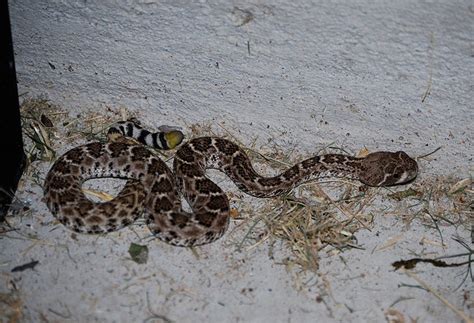 Western Diamondback Rattlesnake - Coniferous Forest