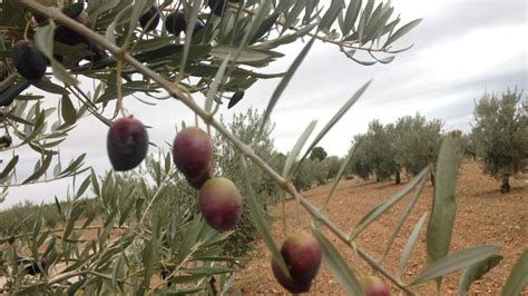 La Campa A De La Aceituna Dejar Menos Producci N Pero Ser M S Cara Y