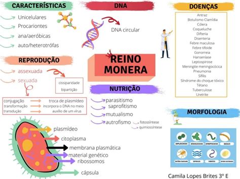 Reinos Resumos E Mapas Mentais Infinittus 25830 The Best Porn Website