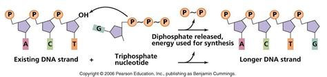 Phosphodiester Bond Mechanism