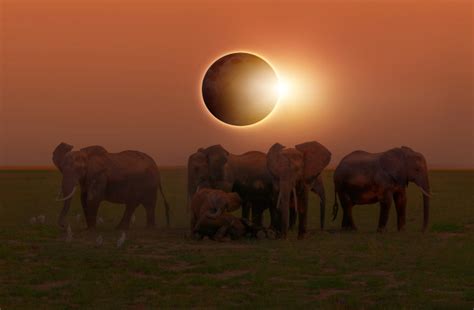 Disoriented Animals Behave Strangely During Total Solar Eclipses ...